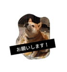 SHIBAKENCHACHAMARU2（個別スタンプ：8）