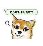 柴犬のトーク風敬語スタンプ（個別スタンプ：3）