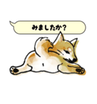 柴犬のトーク風敬語スタンプ（個別スタンプ：22）