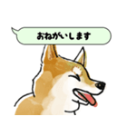 柴犬のトーク風敬語スタンプ（個別スタンプ：23）