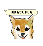 柴犬のトーク風敬語スタンプ（個別スタンプ：25）