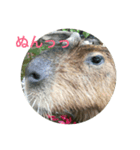 animal tanteidan（個別スタンプ：1）