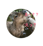 animal tanteidan（個別スタンプ：2）