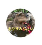 animal tanteidan（個別スタンプ：4）