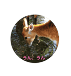 animal tanteidan（個別スタンプ：9）