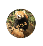 animal tanteidan（個別スタンプ：10）