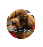 愛犬 マロン（個別スタンプ：8）