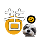 My Schnauzer one word（個別スタンプ：1）