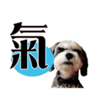 My Schnauzer one word（個別スタンプ：2）
