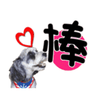 My Schnauzer one word（個別スタンプ：3）
