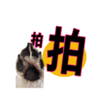 My Schnauzer one word（個別スタンプ：4）
