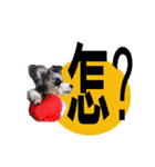 My Schnauzer one word（個別スタンプ：5）