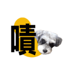 My Schnauzer one word（個別スタンプ：6）