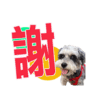 My Schnauzer one word（個別スタンプ：8）