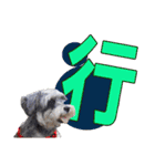 My Schnauzer one word（個別スタンプ：9）