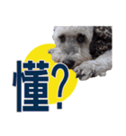 My Schnauzer one word（個別スタンプ：10）