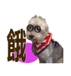 My Schnauzer one word（個別スタンプ：12）