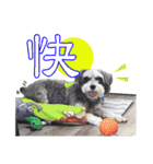 My Schnauzer one word（個別スタンプ：14）