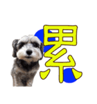 My Schnauzer one word（個別スタンプ：15）