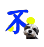 My Schnauzer one word（個別スタンプ：16）