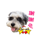 My Schnauzer one word（個別スタンプ：17）