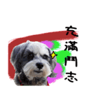 My Schnauzer one word（個別スタンプ：18）