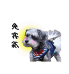 My Schnauzer one word（個別スタンプ：19）