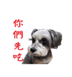My Schnauzer one word（個別スタンプ：23）