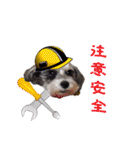 My Schnauzer one word（個別スタンプ：24）