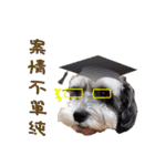 My Schnauzer one word（個別スタンプ：25）