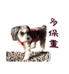 My Schnauzer one word（個別スタンプ：26）