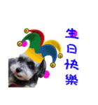 My Schnauzer one word（個別スタンプ：27）