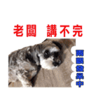 My Schnauzer one word（個別スタンプ：28）
