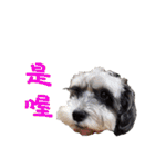 My Schnauzer one word（個別スタンプ：30）