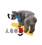 My Schnauzer one word（個別スタンプ：32）
