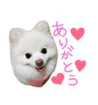 Pomeranian MOCO2（個別スタンプ：3）