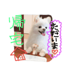 Pomeranian MOCO2（個別スタンプ：9）