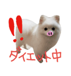 Pomeranian MOCO2（個別スタンプ：10）