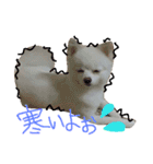 Pomeranian MOCO2（個別スタンプ：13）