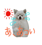 Pomeranian MOCO2（個別スタンプ：14）