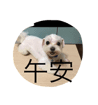 pupu cat＆dog（個別スタンプ：3）