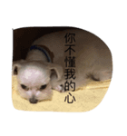 pupu cat＆dog（個別スタンプ：4）