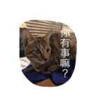 pupu cat＆dog（個別スタンプ：6）