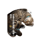 pupu cat＆dog（個別スタンプ：7）