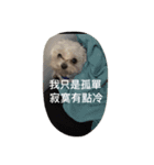 pupu cat＆dog（個別スタンプ：8）
