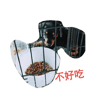 chi chi's love（個別スタンプ：3）
