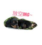 chi chi's love（個別スタンプ：6）
