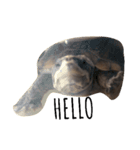 cute little musk turtle（個別スタンプ：1）