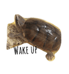 cute little musk turtle（個別スタンプ：4）