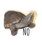 cute little musk turtle（個別スタンプ：9）